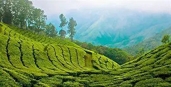 Bellavista Resort Munnar